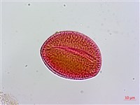 登錄號:S136556藏品圖，第2張