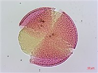 登錄號:S136556藏品圖，第3張