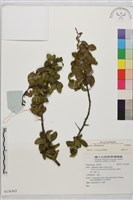 登錄號:S136563藏品圖，第1張