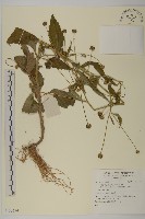 登錄號:S136574藏品圖，第1張