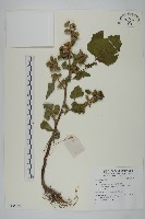 登錄號:S136578藏品圖，第1張