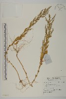 登錄號:S136586藏品圖，第1張