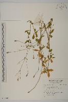 登錄號:S136598藏品圖，第1張