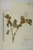 牛蒡藏品圖，第1張