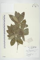 頭狀四照花藏品圖，第1張