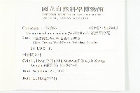 頭狀四照花藏品圖，第2張