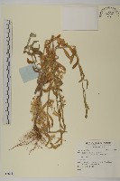 登錄號:S136611藏品圖，第1張