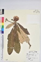 紫玉盤杜鵑藏品圖，第1張