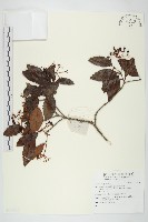 登錄號:S136633藏品圖，第1張