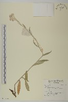 登錄號:S136634藏品圖，第1張