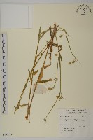 登錄號:S136655藏品圖，第1張