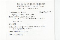 打碗花藏品圖，第2張