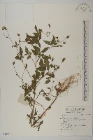 登錄號:S136661藏品圖，第1張