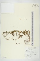 登錄號:S136667藏品圖，第1張