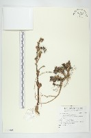 登錄號:S136668藏品圖，第1張