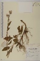 登錄號:S136673藏品圖，第1張