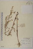 登錄號:S136674藏品圖，第1張