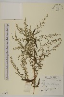 登錄號:S136677藏品圖，第1張