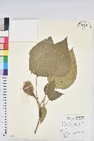 油桐藏品圖，第1張