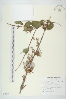 馬桑藏品圖，第1張