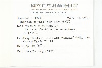 青莢葉藏品圖，第2張