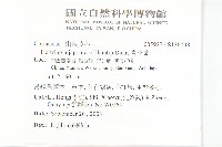 青莢葉藏品圖，第2張