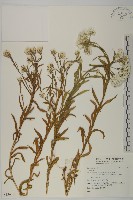 登錄號:S136720藏品圖，第1張