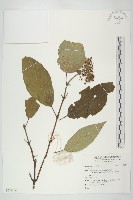 登錄號:S136726藏品圖，第1張