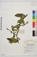 登錄號:S136754藏品圖，第1張