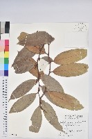 尖基木藜蘆藏品圖，第1張