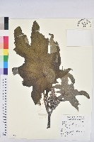 蓖麻藏品圖，第1張