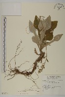 登錄號:S136779藏品圖，第1張