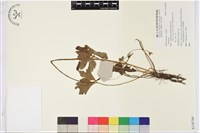 登錄號:S136780藏品圖，第1張