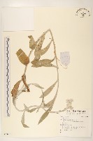 登錄號:S136781藏品圖，第1張