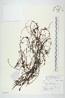 登錄號:S136790藏品圖，第1張