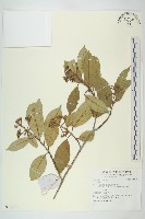 登錄號:S136791藏品圖，第1張