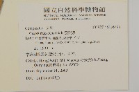 還陽參藏品圖，第2張