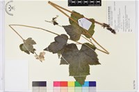 登錄號:S136796藏品圖，第1張