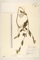 登錄號:S136798藏品圖，第1張