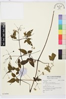 登錄號:S136806藏品圖，第1張