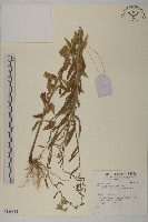 登錄號:S136814藏品圖，第1張