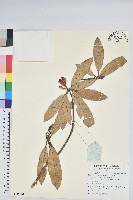 光柱杜鵑藏品圖，第1張