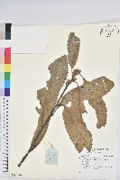 登錄號:S136822藏品圖，第1張