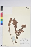 登錄號:S136823藏品圖，第1張