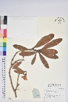 登錄號:S136834藏品圖，第1張