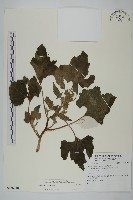 登錄號:S136848藏品圖，第1張