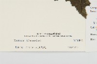 登錄號:S136848藏品圖，第3張