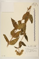 林氏澤蘭藏品圖，第1張