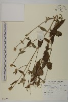 杓兒菜藏品圖，第1張