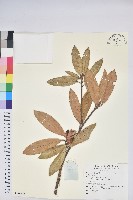 登錄號:S136872藏品圖，第1張